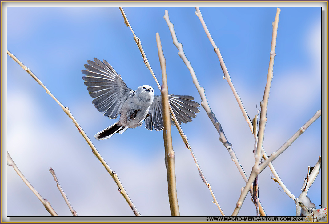 Mésange à longue queue